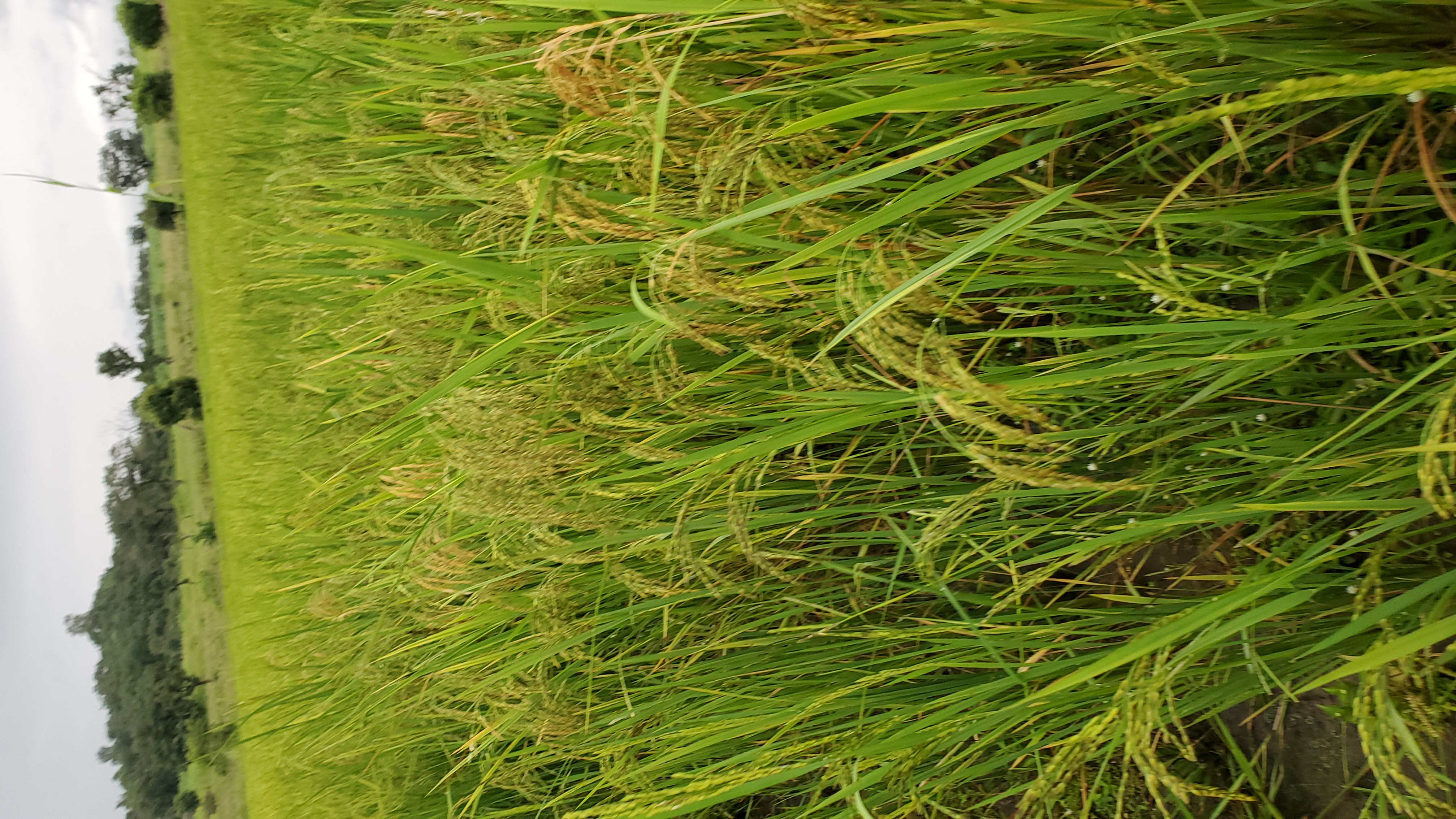 Community training session